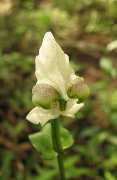 Disperis fanninae